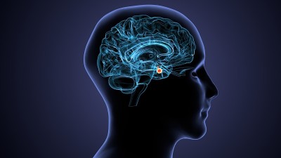 人脑交叉解剖学的三维渲染