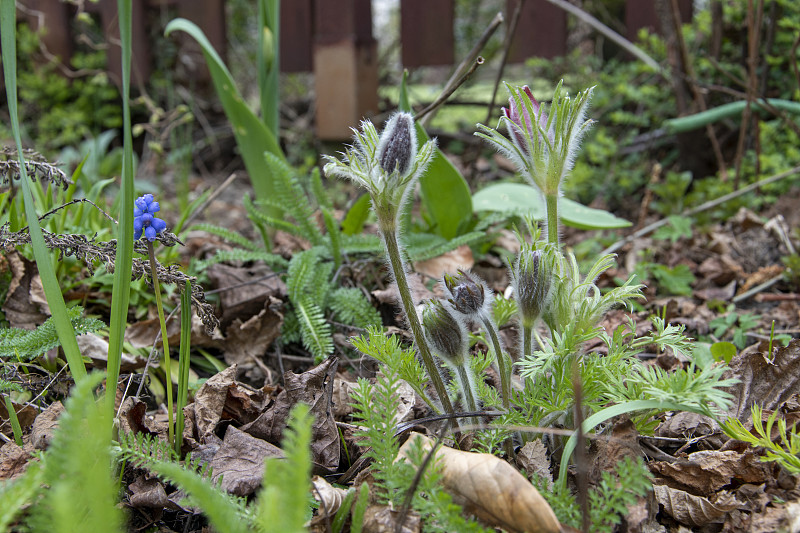 白头花(Pulsatilla vulgaris)是毛茛科植物。它在西欧和中欧广泛存在