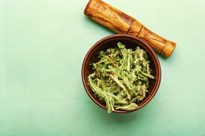 石松属植物治疗药草
