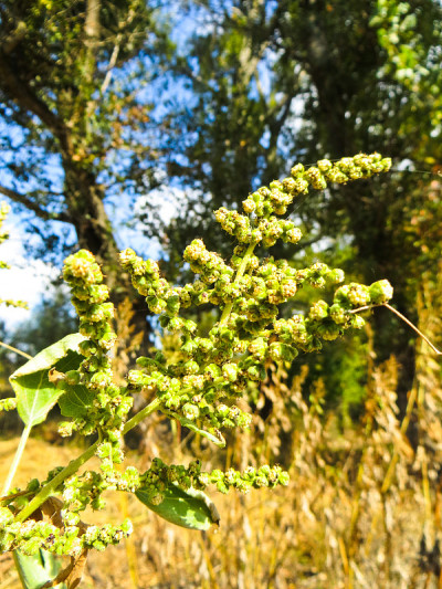 豚草(豚草属植物)特写