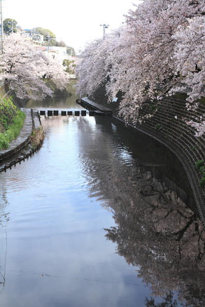 日本横滨大冈河边的一排樱花树