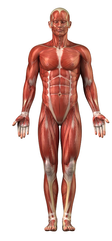 男子肌系统前视图孤立
