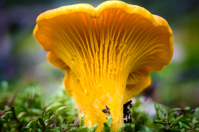 金鸡油菌(Cantharellus cibarius) -最好的食用蘑菇。它也用于混合蘑菇菜肴，油炸