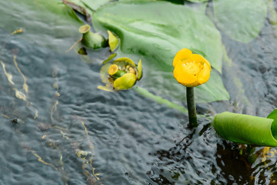 黄皮菊