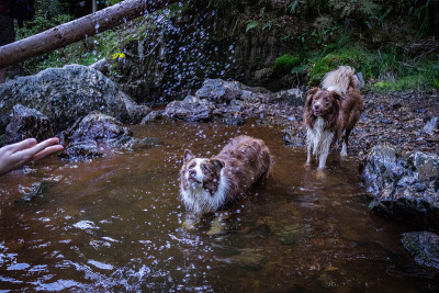棕色边境牧羊犬玩水