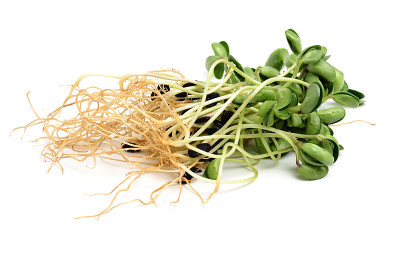 黑豆芽