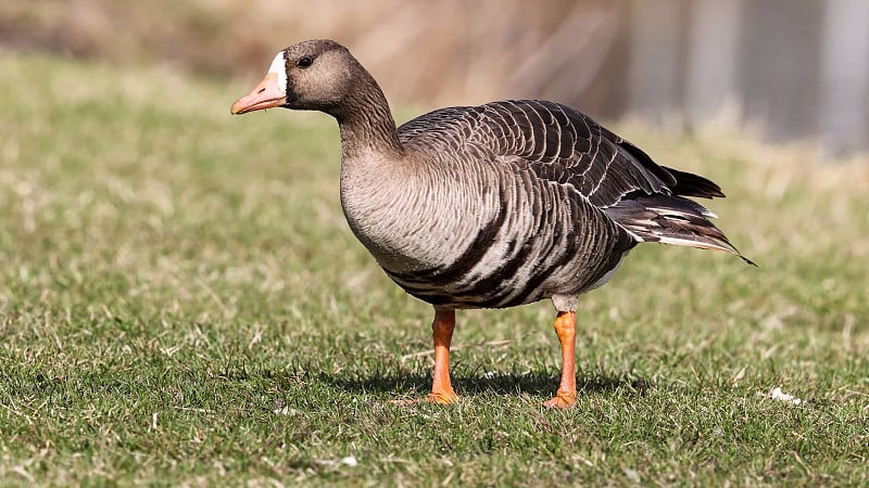 大白额鹅(Anser albifrons)是一种与小白额鹅(a . erythropus)有亲缘关系