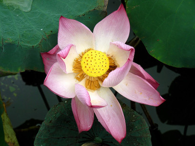 莲花开放