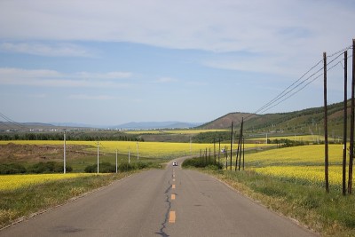 黄花的田野