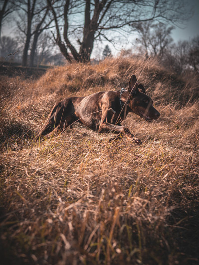 杜宾犬