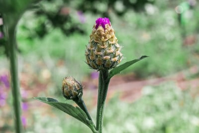 花蕾。矢车菊，俗称矢车菊或单身汉钮扣。