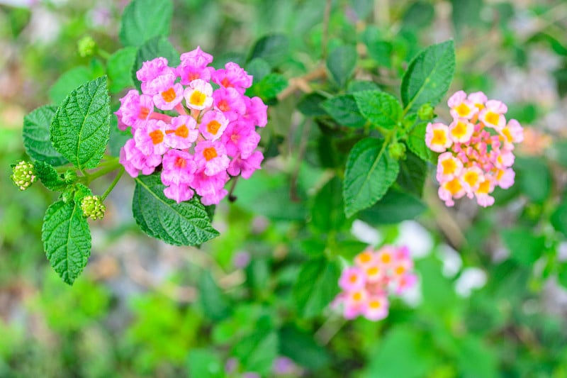 马缨丹娜花在花园里