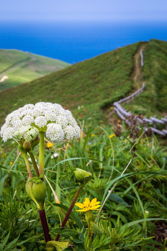 戈罗塔山的野花海角旅游路线，Rebun岛，日本