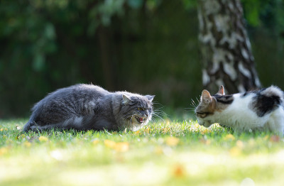 猫发出嘶嘶声
