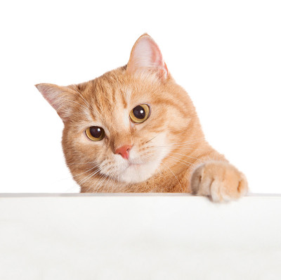 姜的猫