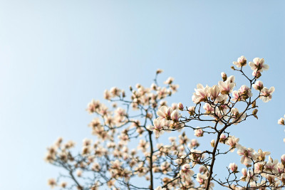 玉兰花