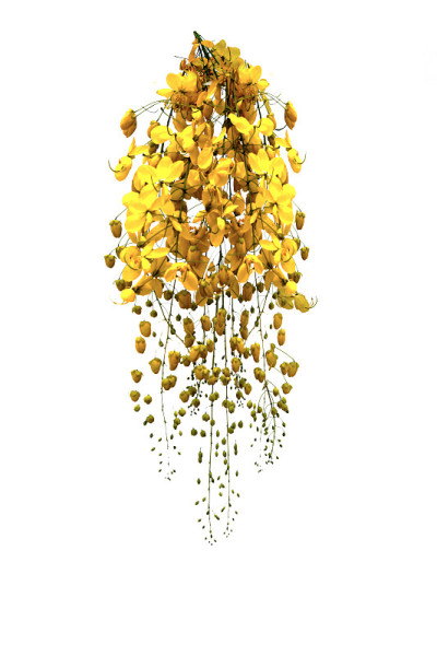 金色的花