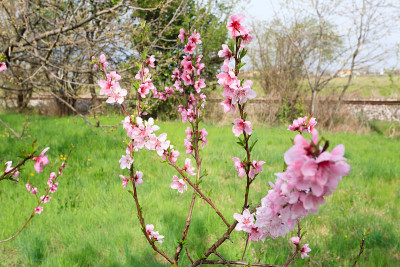 蜜蜂在桃花上。养蜂