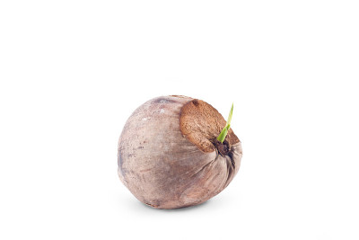 芽椰子播种白底隔离种植农业