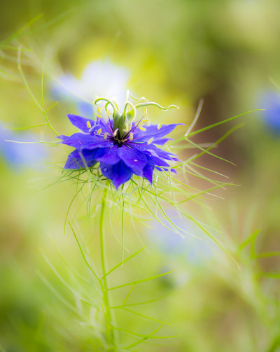 蓝色nigella花开花