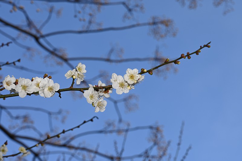 山茶花是春天的标志