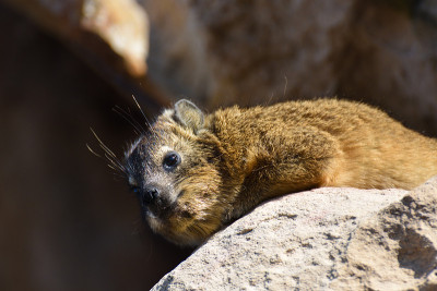 岩石岩狸在砂岩上放松(Procavia capensis)