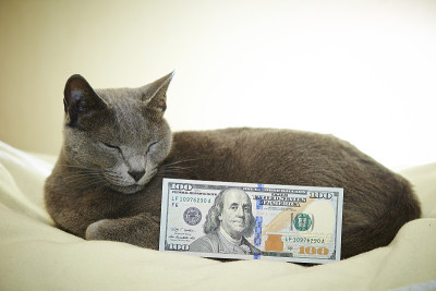 猫与美元钞票