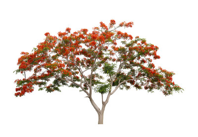 巴巴多斯骄傲，孔雀花(Caesalpinia pulcherrima)孤立于白色