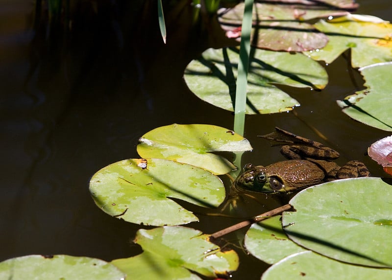 牛蛙和lillypads