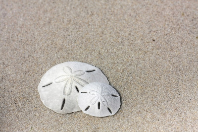 海滩上的sanddollars