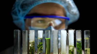 化学家用植物检查试管中的反应，替代燃料的发展