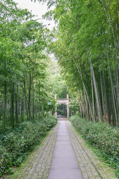 竹子