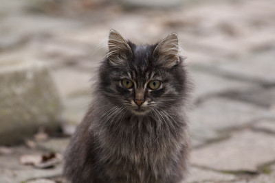 猫