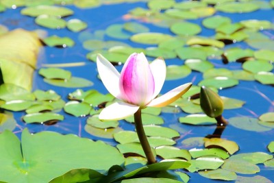 钉子，池塘，莲花，睡莲，
