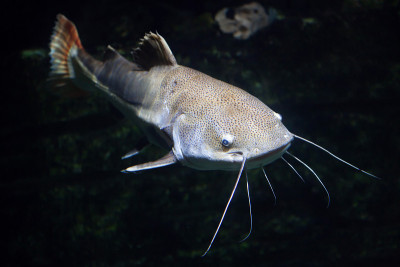 红尾鲶(Phractocephalus hemioliopterus)。