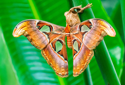 高蛾(Attacus atlas)