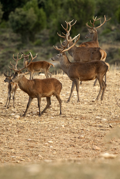 马鹿，Cervus elaphus，野生