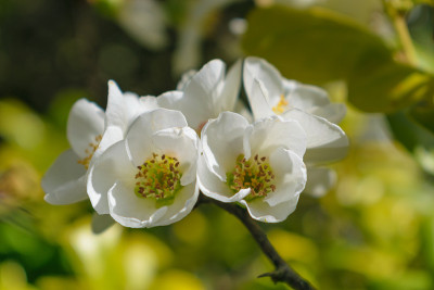 木瓜(日本木瓜)