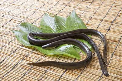 新鲜的鳗鱼