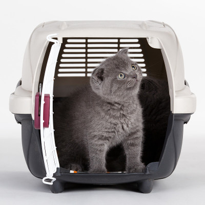 灰色小猫在手提箱里