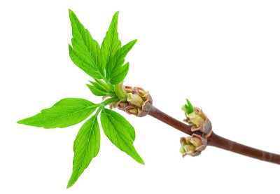 带芽的枫树枝
