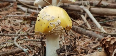 野生蘑菇