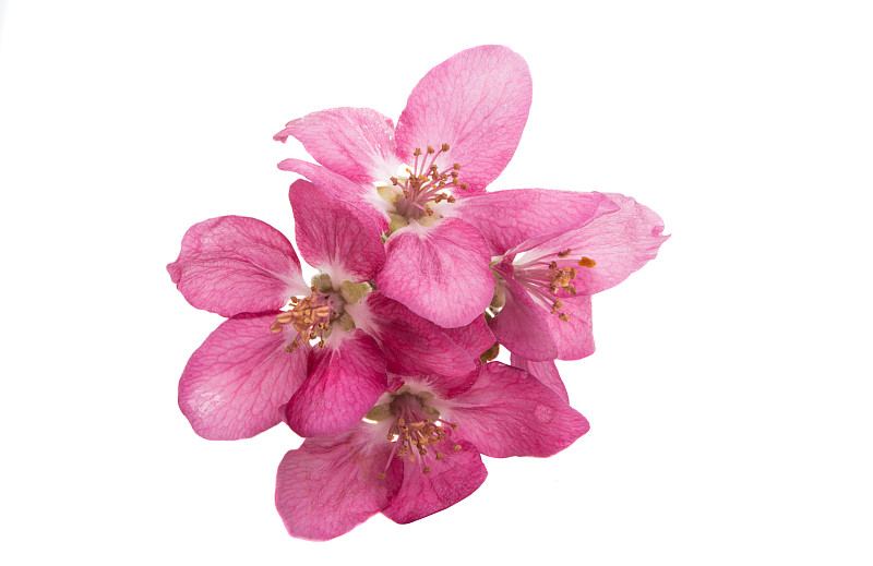 红苹果花
