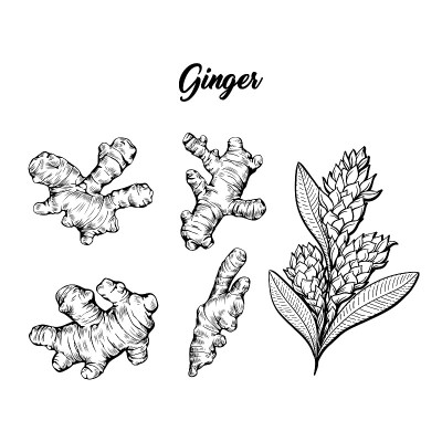 姜和花开花植物香料集。植物矢量图