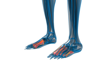 3d渲染医疗插图的跖骨