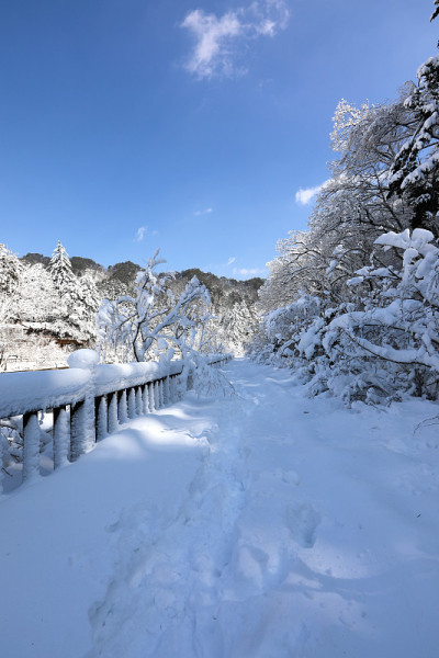 白雪皑皑的冬天，森林道路和蓝天。(韩国江原道御田山国家公园)