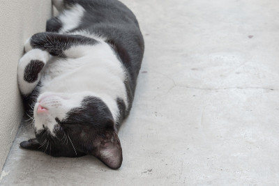 流浪猫和copyspace一起睡在地上