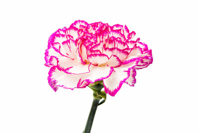 康乃馨花孤立