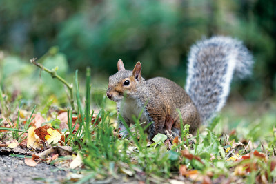 灰松鼠(Sciurus carolinensis)