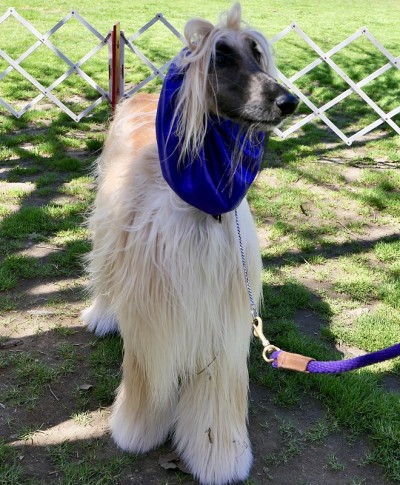 阿富汗猎犬正在梳理
